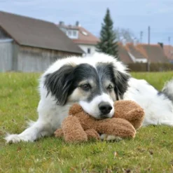 Petlando Moodles Bear -Happy Pet Shop 106623 petlando moodles bar hs 03 8