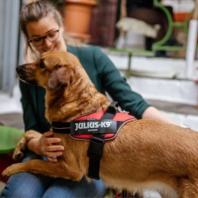 Julius K9 JULIUS-K9 IDC® Powair Harness - Orange - Image 6