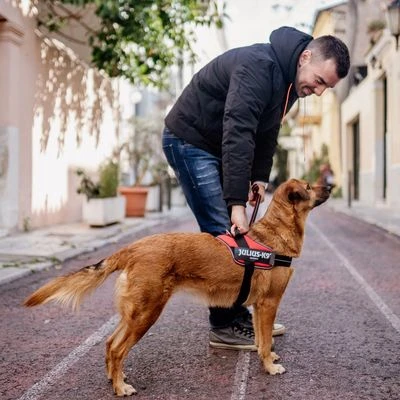 Julius K9 JULIUS-K9 IDC® Powair Harness - Orange - Image 8