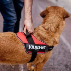 Julius K9 JULIUS-K9 IDC® Powair Harness - Orange -Happy Pet Shop 123198 julius k9 idc powair geschirr orange hs 20 0