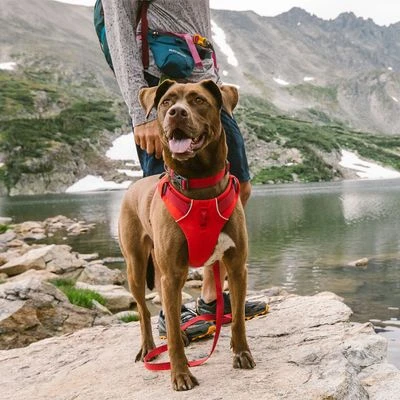 Ruffwear Front Range Dog Harness, Red Sumac - Image 4