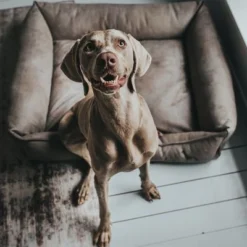 Hunter Bologna Dog Sofa - Stone -Happy Pet Shop 163796 hunter hundesofa bologna stein dog 90x70cm hs 10 4