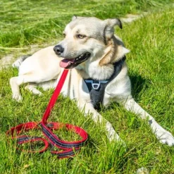 Petlando Pawz & Pepper Strong Dog Harness – Red/Black -Happy Pet Shop 174596 174696 petlando fuhrleinestrong rot 230cm hs 07 5