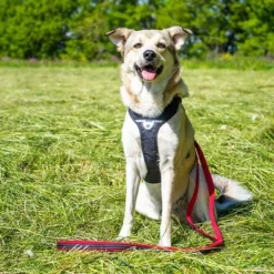 Petlando Pawz & Pepper Strong Dog Harness – Red/Black -Happy Pet Shop 174596 174696 petlando fuhrleinestrong rot 230cm hs 08 6