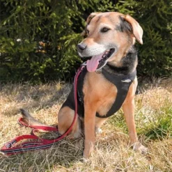 Petlando Pawz & Pepper Strong Dog Harness – Red/Black -Happy Pet Shop 174596 174696 petlando fuhrleinestrong rot 230cm hs 08 7