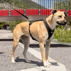 Curli Belka Comfort Harness - Black -Happy Pet Shop 176034 curli belka comfort geschirr schwarz hs 09 6