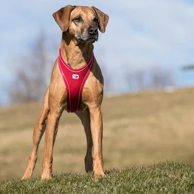 Curli Belka Comfort Harness - Red 2 Curli Belka Comfort Harness - Red - Image 2