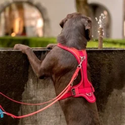 Curli Belka Comfort Harness - Red 10 Curli Belka Comfort Harness - Red -Happy Pet Shop 177196 curli belka comfort geschirr rot hs 10 2