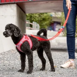 Curli Adjustable Nylon Lead - Red -Happy Pet Shop 177396 curli verstellbare leine nylon rot hs 05 8