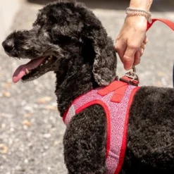 Curli Adjustable Nylon Lead - Red -Happy Pet Shop 177396 curli verstellbare leine nylon rot hs 07 3