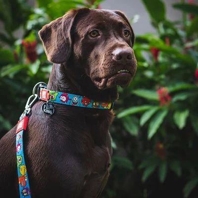 Max & Molly Little Monsters Smart ID Collar - Image 8