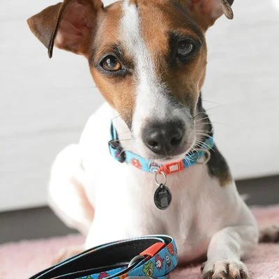 Max & Molly Little Monsters Smart ID Collar - Image 2