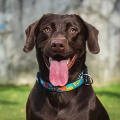 Max & Molly Little Monsters Smart ID Collar -Happy Pet Shop 186585 189896 189897 186586 maxnmolly smartid halsband littlemonsters dog hs 09 0