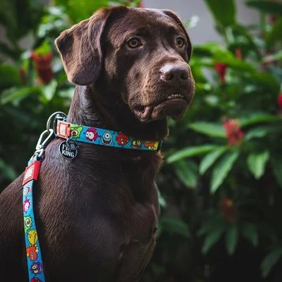 Max & Molly Little Monsters Multifunctional Lead 2 Max & Molly Little Monsters Multifunctional Lead - Image 2