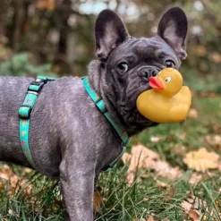 Max & Molly Ducklings H-Harness -Happy Pet Shop 190199 190200 190202 maxnmolly hg eschirr ducklings hs 02 8