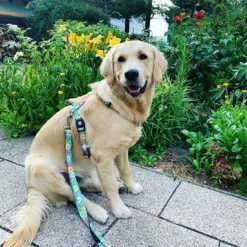 Max & Molly Multifunctional Donut Print Lead -Happy Pet Shop 190211 186594 186595 maxnmolly multifunktionsleine donuts hs 03 3