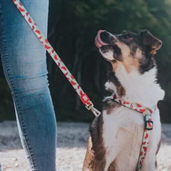 Max & Molly Watermelon Multifunctional Lead 13 Max & Molly Watermelon Multifunctional Lead -Happy Pet Shop 190411 190702 190412 maxmolly multifunktionsleine watermelon hs 05 8