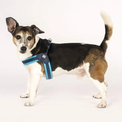 Max & Molly Q-Fit Harness Matrix Sky Blue - Image 5