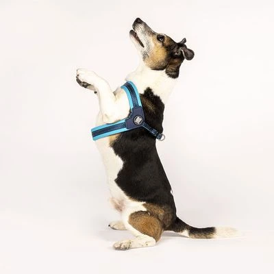 Max & Molly Q-Fit Harness Matrix Sky Blue - Image 6