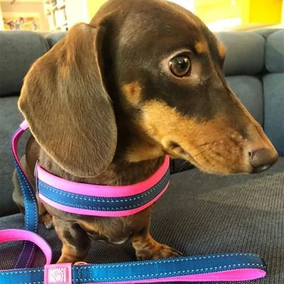 Max & Molly Q-Fit Harness Matrix Pink - Image 5