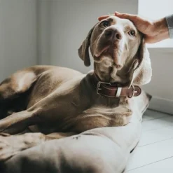 HUNTER Bologna Dog Bed - Stone -Happy Pet Shop 212954 212955 hunter hundebett bologna stein hs 08 0