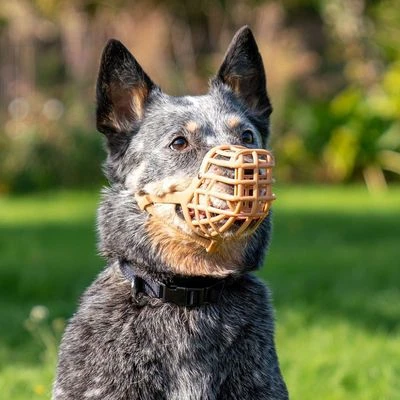 Baskerville Anti-Poison Muzzle - Image 4