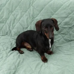 Modern Living Dog Blanket Victoria -Happy Pet Shop 318002 decke victoria fg 6050 2