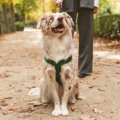 Nomad Tales Blush Harness - Emerald -Happy Pet Shop 323020 nomad tales blush geschirr emerald 05 7 2