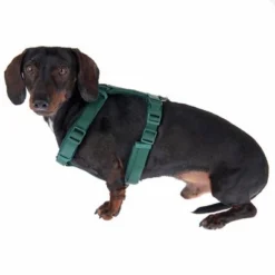 Nomad Tales Blush Harness - Emerald -Happy Pet Shop 323024 blush s fg 6931 5 2