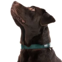 Nomad Tales Blush Necklace, Emerald -Happy Pet Shop 324698 blush l fg 7159 0