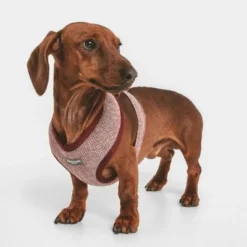 Nomad Tales Calma Harness - Burgundy -Happy Pet Shop 324717 nomad tales calma burgundy 04 1