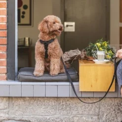 Nomad Tales Blush Dog Leash, Ebony -Happy Pet Shop 325396 325397 nomadtales blush hundeleine ebony hs 02 5