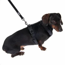 Nomad Tales Blush Dog Leash, Ebony -Happy Pet Shop 325401 325396 blush s fg 6963 9