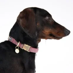 Nomad Tales Calma Collar, Burgundy -Happy Pet Shop 326204 calma m fg 7339 4