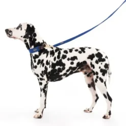 Nomad Tales Bloom Leash, Sapphire -Happy Pet Shop 326810 328197 bloom l fg 7599 7