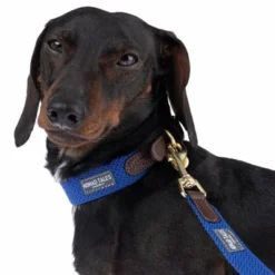 Nomad Tales Bloom Leash, Sapphire -Happy Pet Shop 327096 328196 bloom xs fg 7379 2