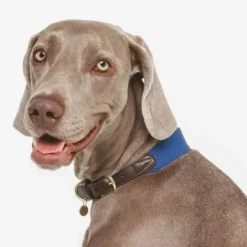 Nomad Tales Bloom Necklace, Sapphire -Happy Pet Shop 327096 nomad tales bloom halsband sapphire 02 2