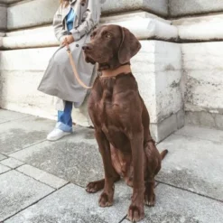 Nomad Tales Bloom Leash, Caramel -Happy Pet Shop 328202 328296 nt bloom leine caramel 0