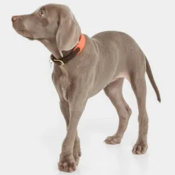 Nomad Tales Bloom Collar, Coral -Happy Pet Shop 328396 nomad tales halsband bloom coral 02 9