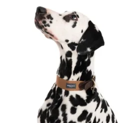 Nomad Tales Bloom Collar, Caramel -Happy Pet Shop 328398 bloom l fg 7612 3