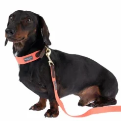 Nomad Tales Bloom Leash, Coral -Happy Pet Shop 328496 328200 bloom xs fg 7421 3