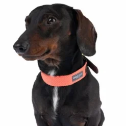 Nomad Tales Bloom Collar, Coral -Happy Pet Shop 328496 bloom xs fg 7413 2