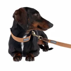 Nomad Tales Bloom Leash, Caramel -Happy Pet Shop 328697 328202 bloom xs fg 7393 5