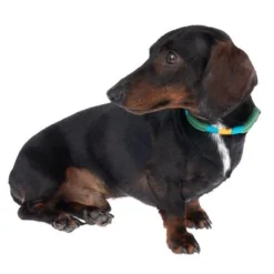 Nomad Tales Spirit Collar, Pine -Happy Pet Shop 328999 spirit xs fg 7737 6