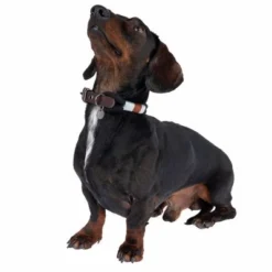 Nomad Tales Spirit Collar, Ebony -Happy Pet Shop 329001 spirit xs fg 7711 1