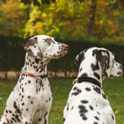Nomad Tales Spirit Collar, Ebony -Happy Pet Shop 329197 nomad tales spirit halsband stone 02 7