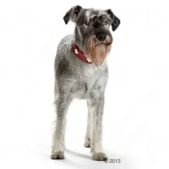 HUNTER Swiss Dog Collar -Happy Pet Shop 36707 hunter halsband swiss hund 05 2013 4