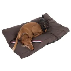 Champion Dog Cushion -Happy Pet Shop 433716 hundekissen champion 09 dsc0552 5