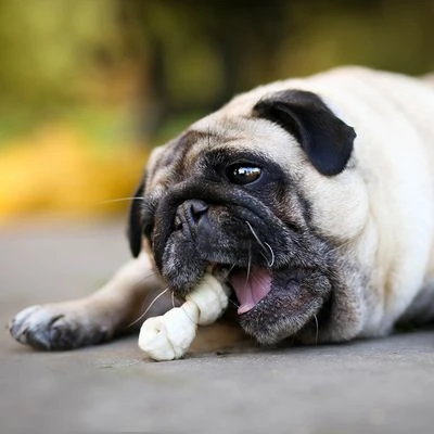 8in1 Pro Dental Chew Bones 7 8in1 Pro Dental Chew Bones - Image 7