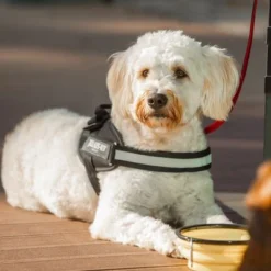 Julius K9 JULIUS-K9 IDC® Power Harness - Black -Happy Pet Shop 65902 julius k9 idc powergeschirr schwarz hs10 7